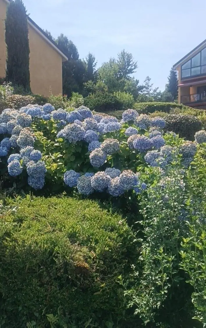 Ortensie nel parco